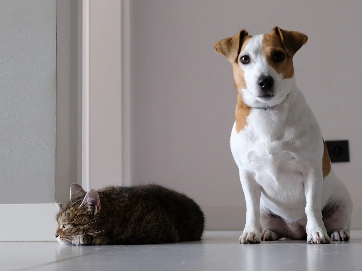 Pet owner comparing pet insurance plans and coverage options