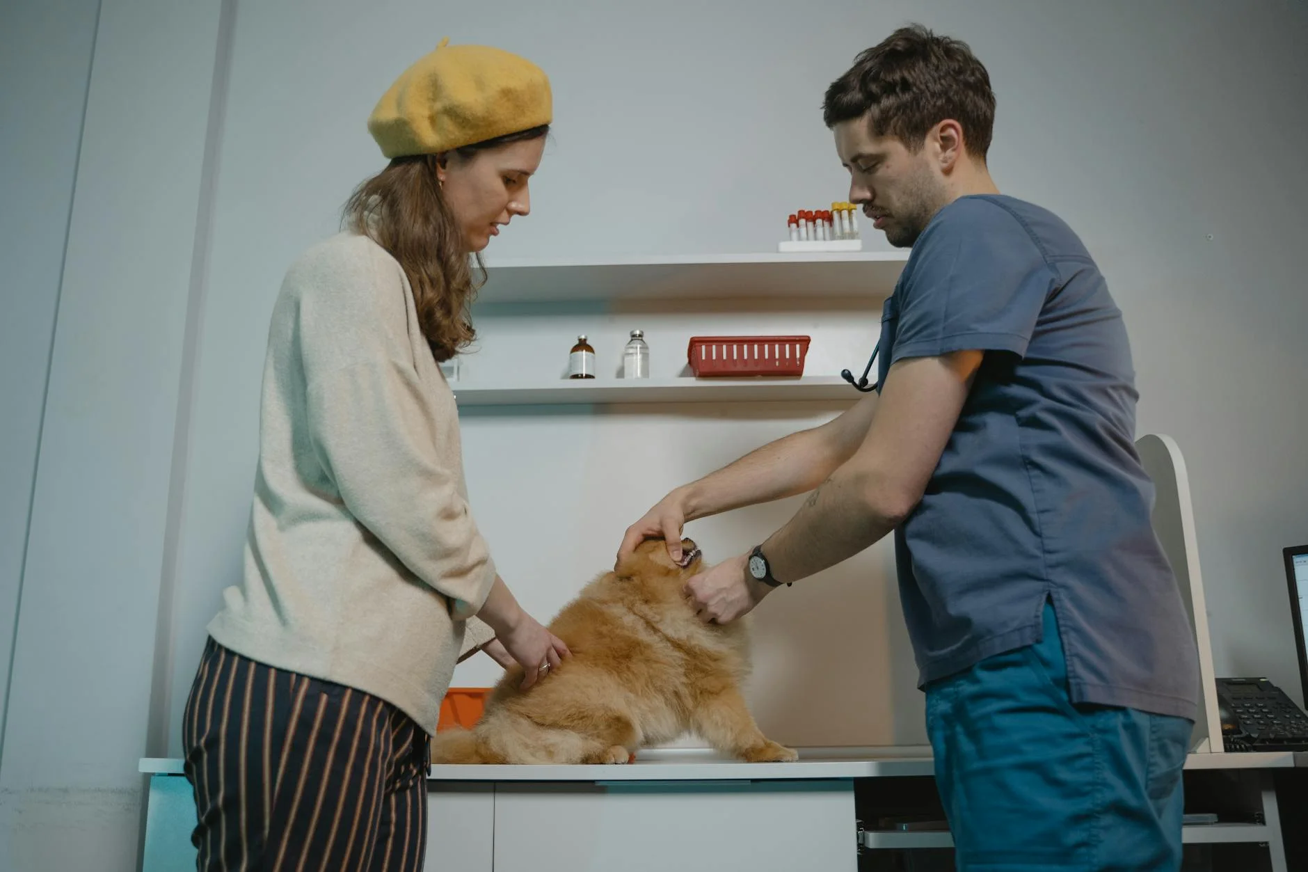 Puppy at veterinary checkup - understanding pet insurance timing