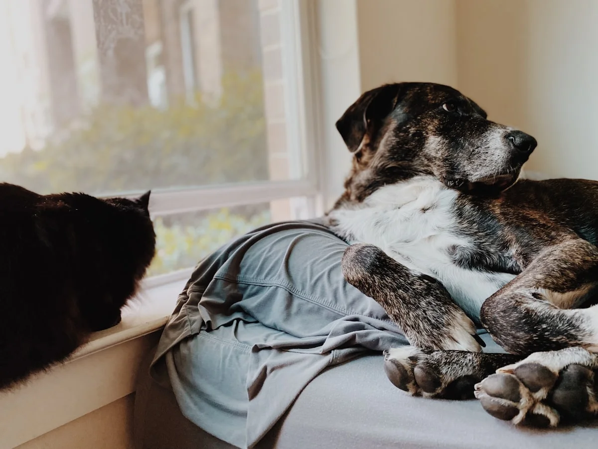Calendar showing pet insurance waiting period countdown