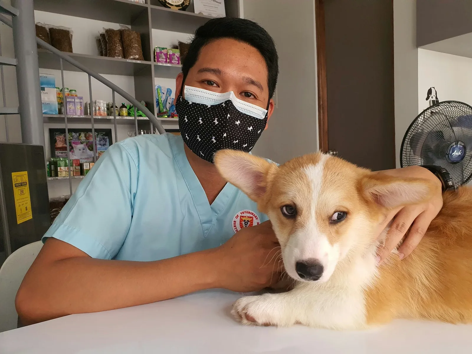 Veterinarian examining a dog