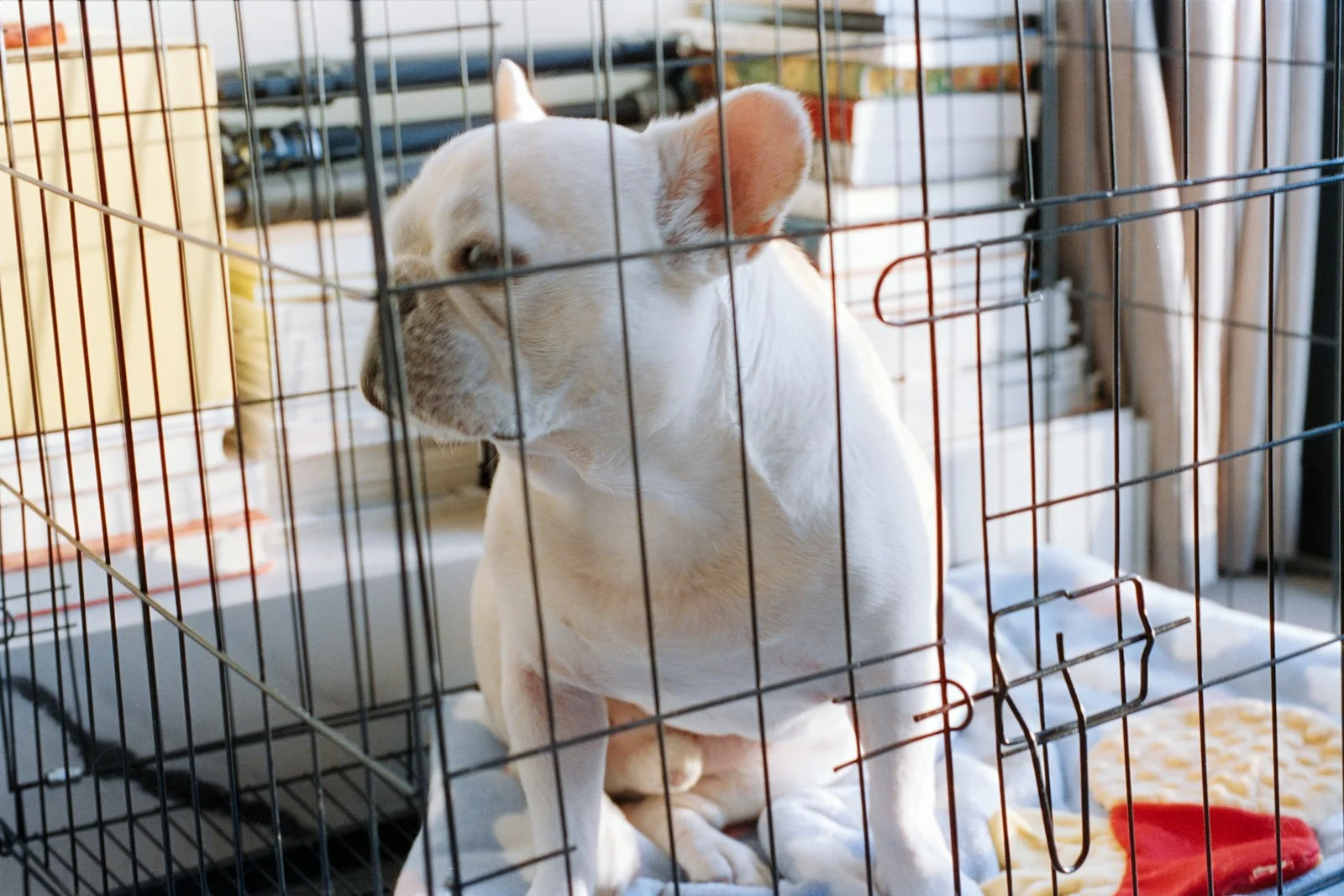 Pet safety in Alabama