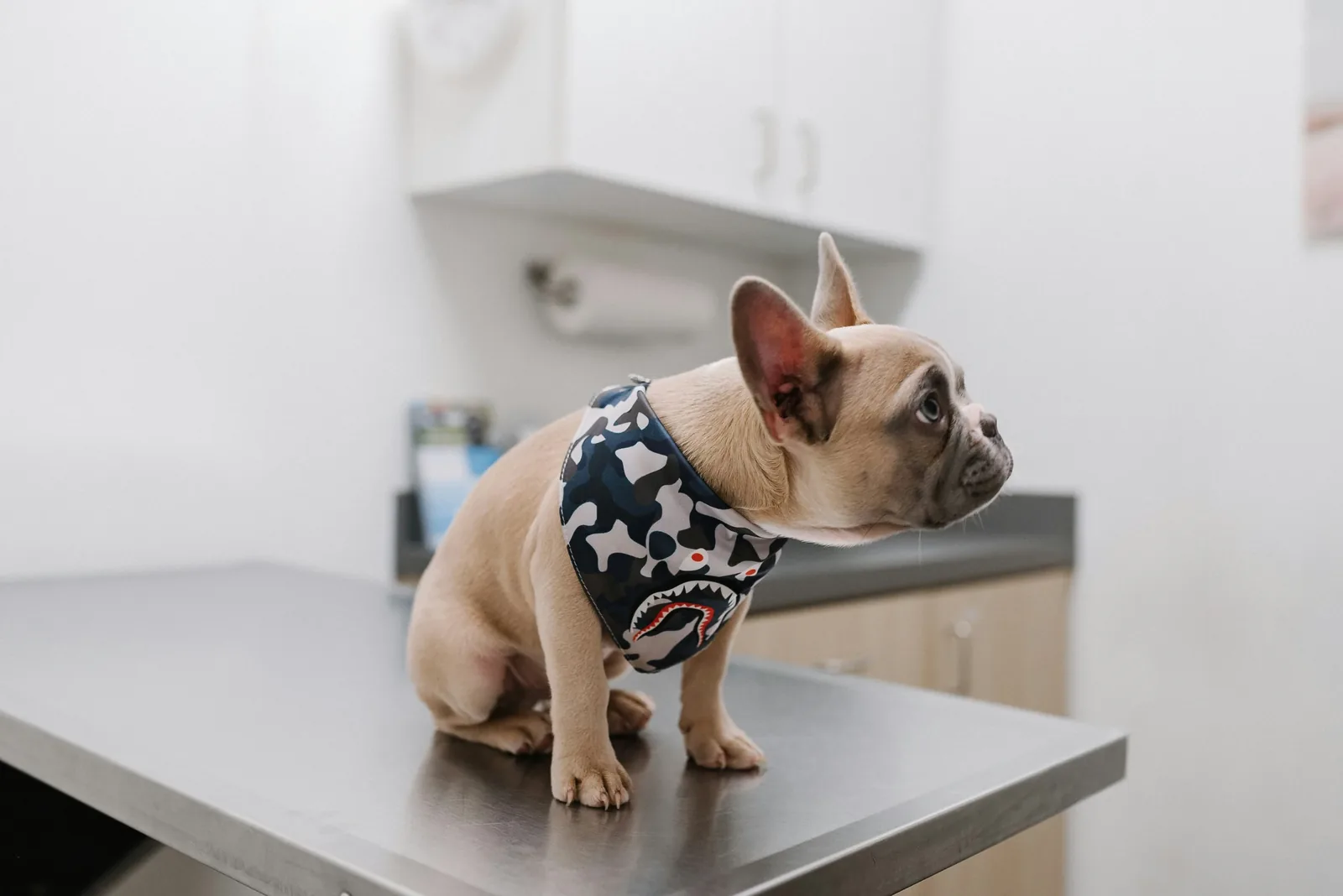 Beagle at the vet