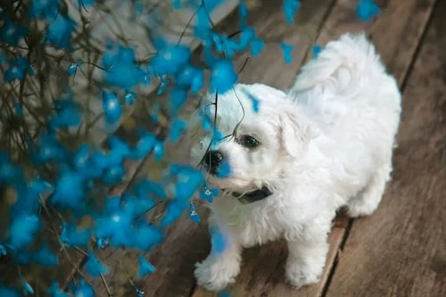 Bichon Frise playing outdoors
