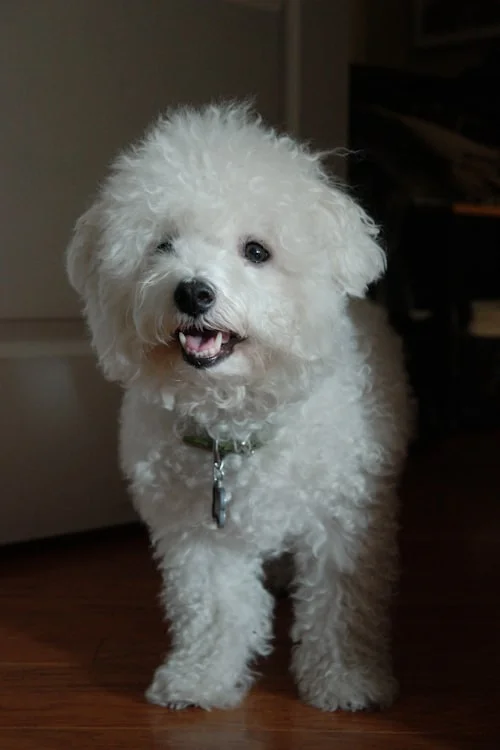 Bichon Frise dog portrait