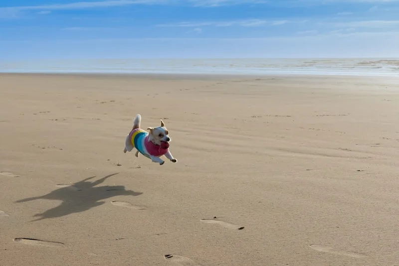 Chihuahua running and playing