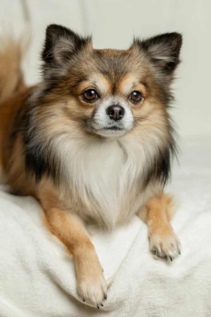 Chihuahua dog