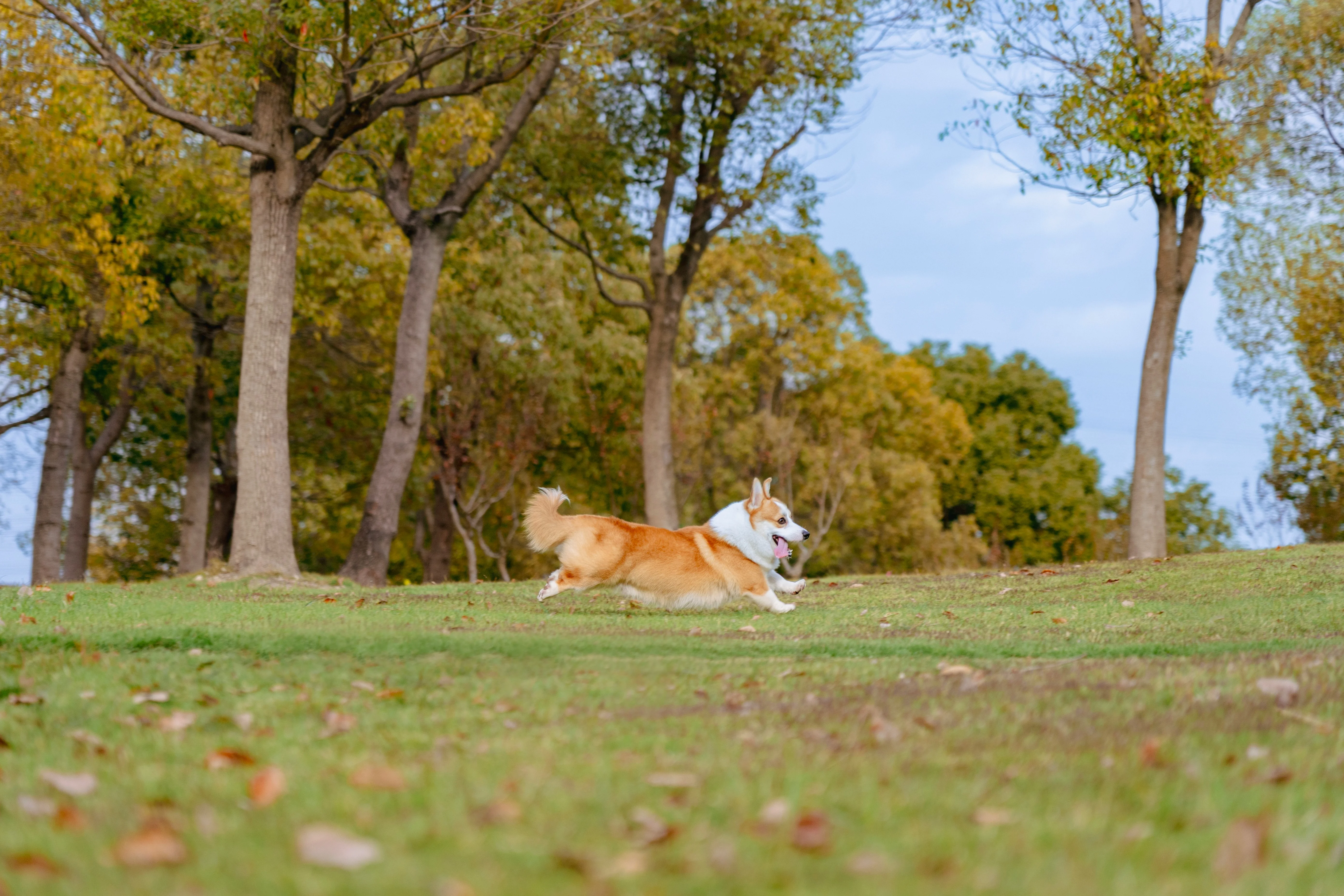 Corgi running and playing