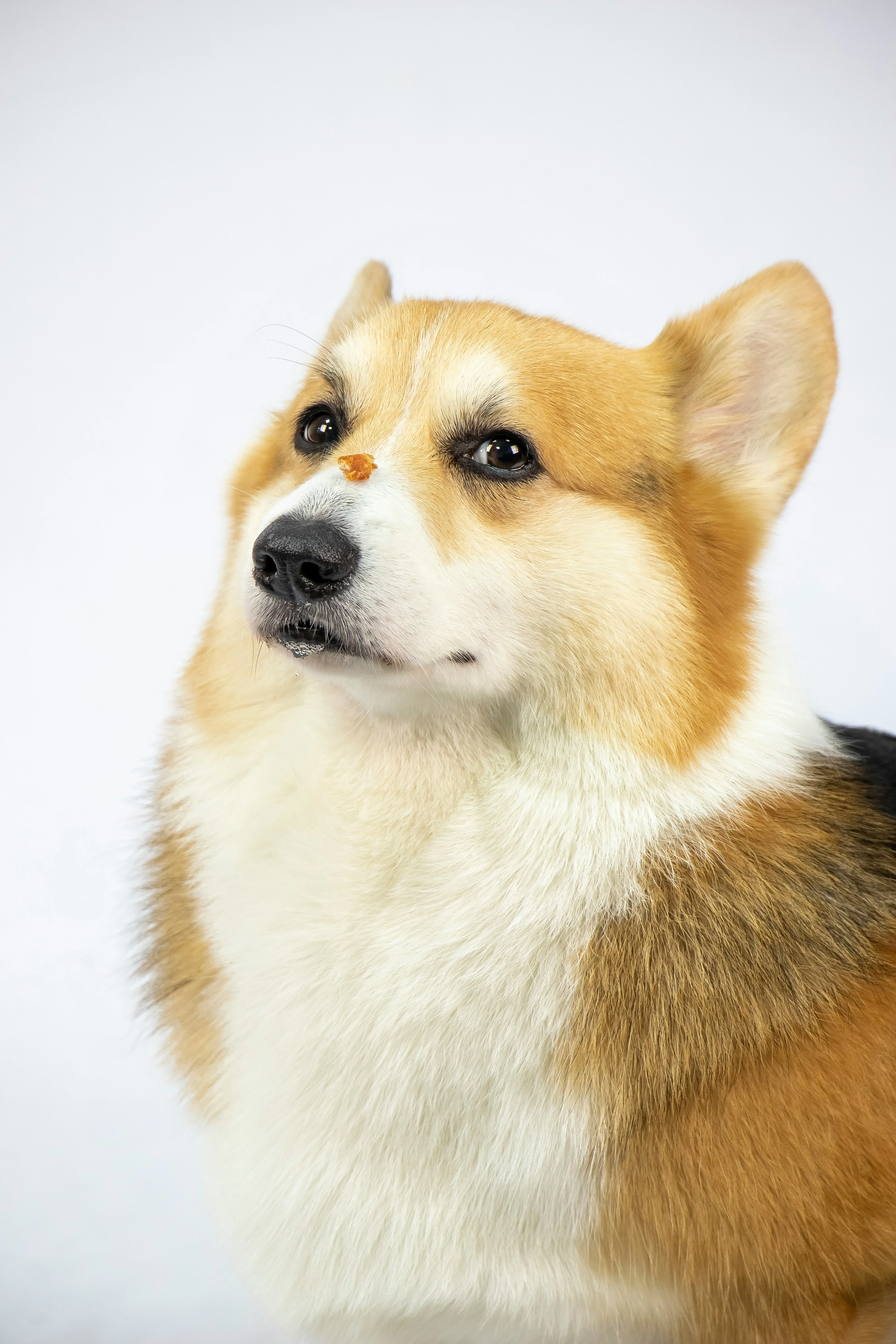 Corgi dog portrait