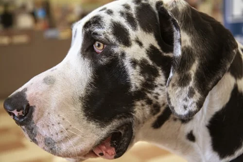 Great Dane portrait