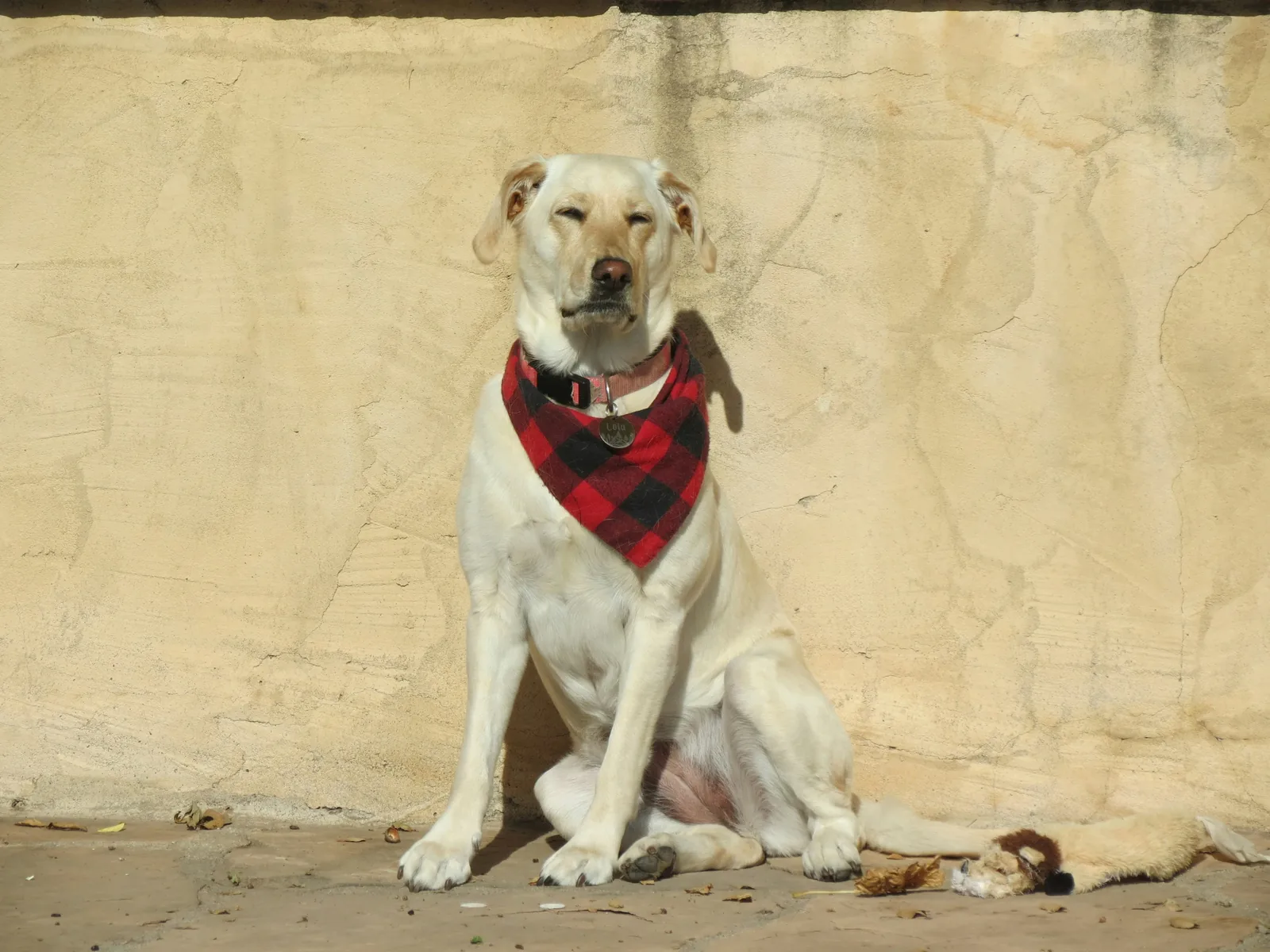 Labrador Retriever