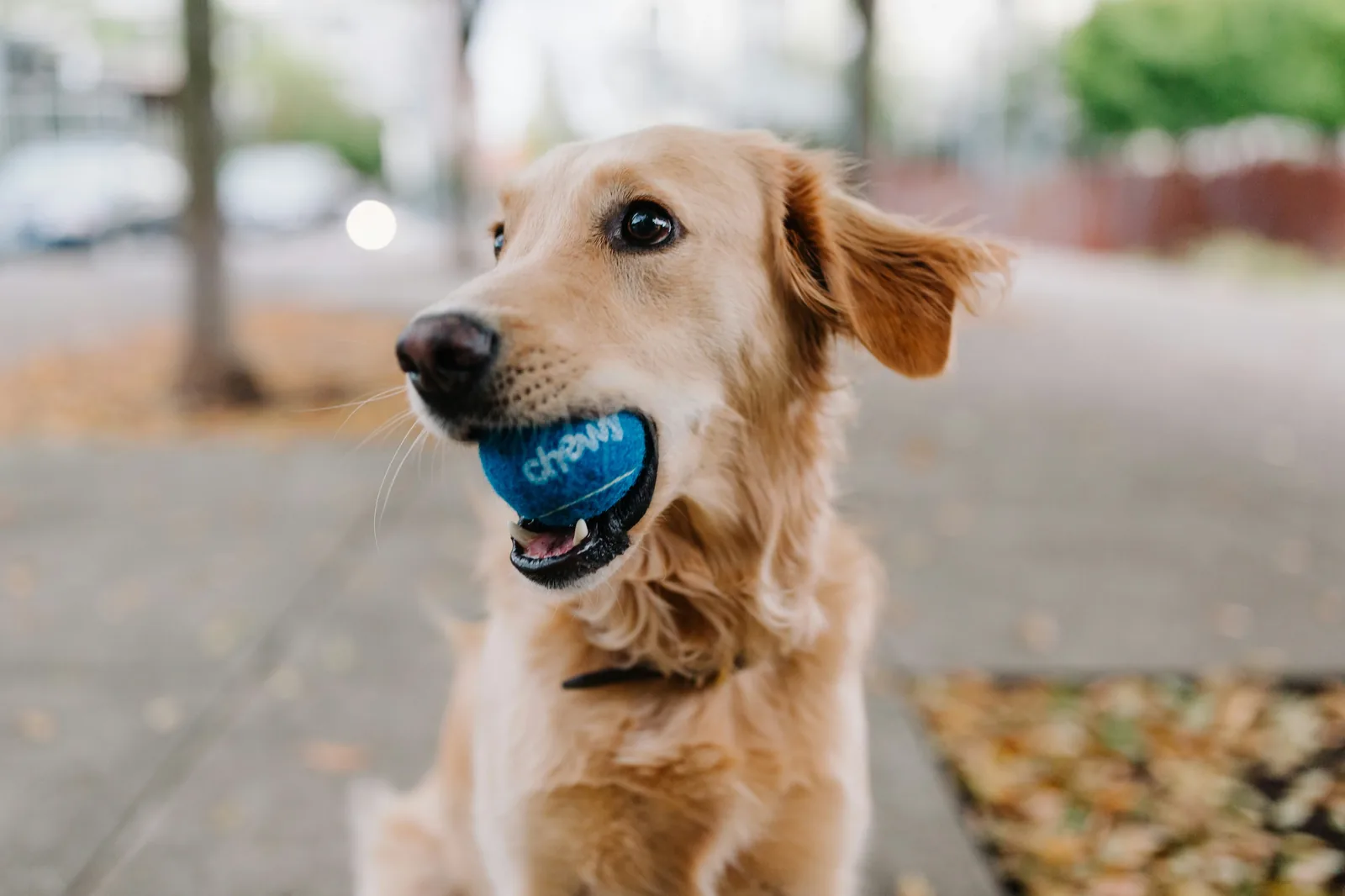 Labrador Retriever playing