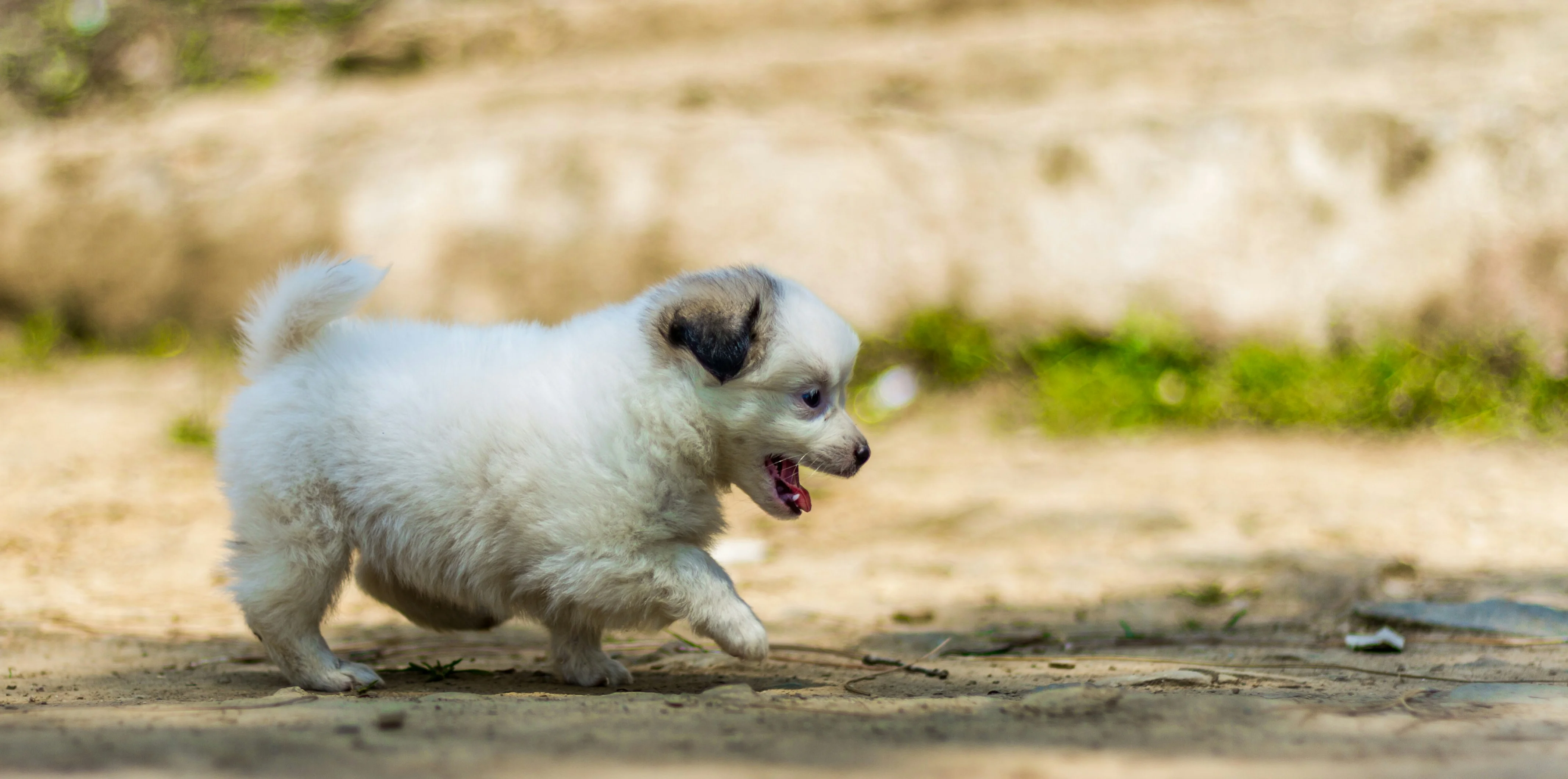 Pomeranian running and playing