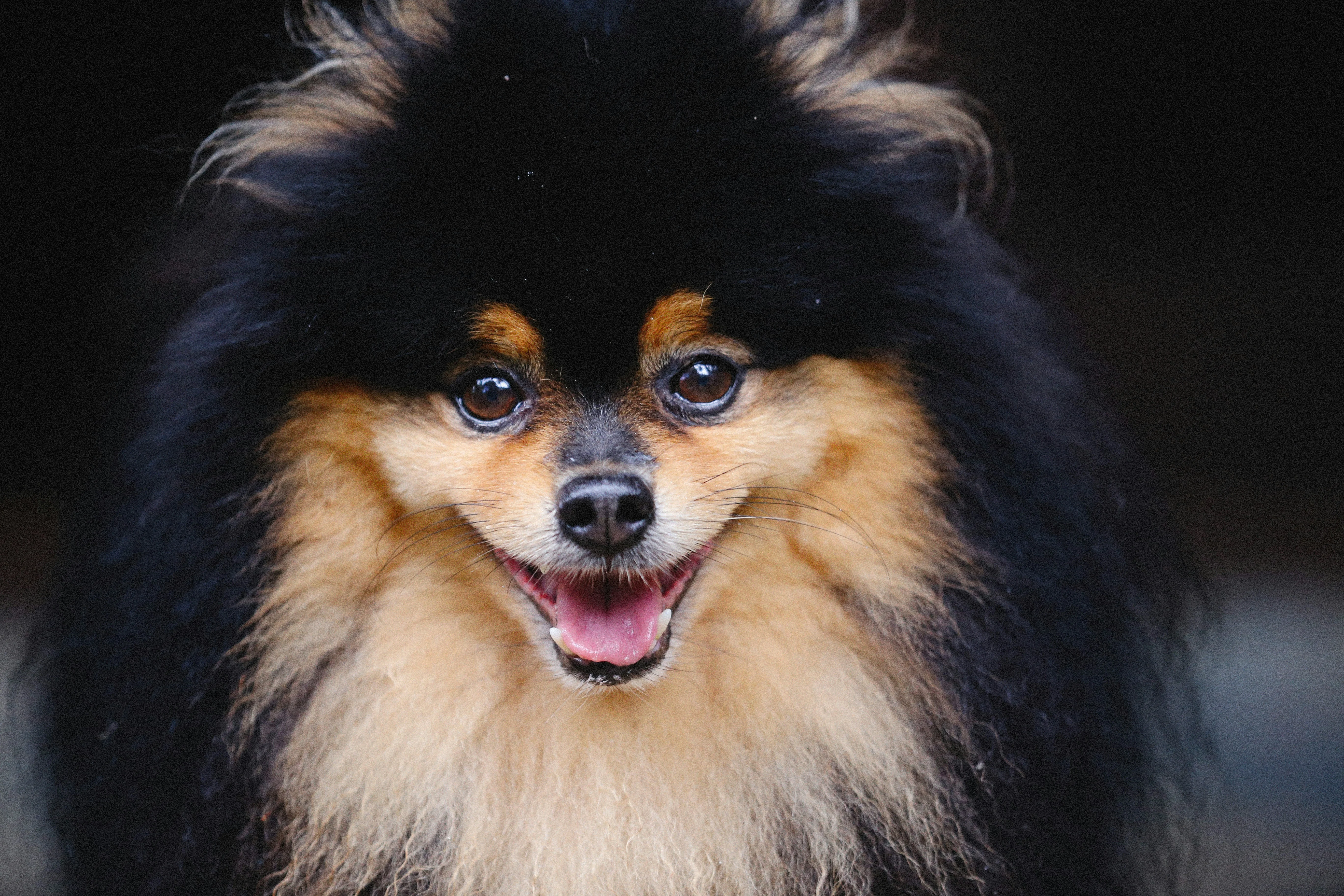 Pomeranian dog portrait