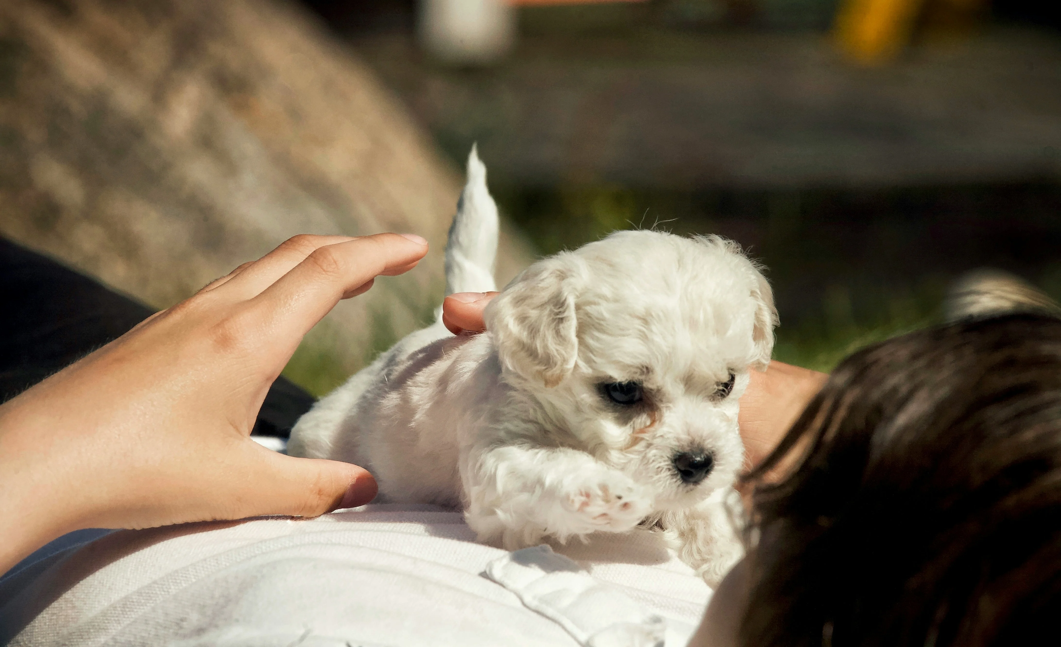 Veterinarian caring for small dog