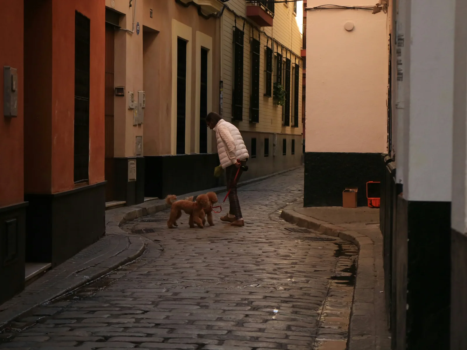 Poodle in city setting