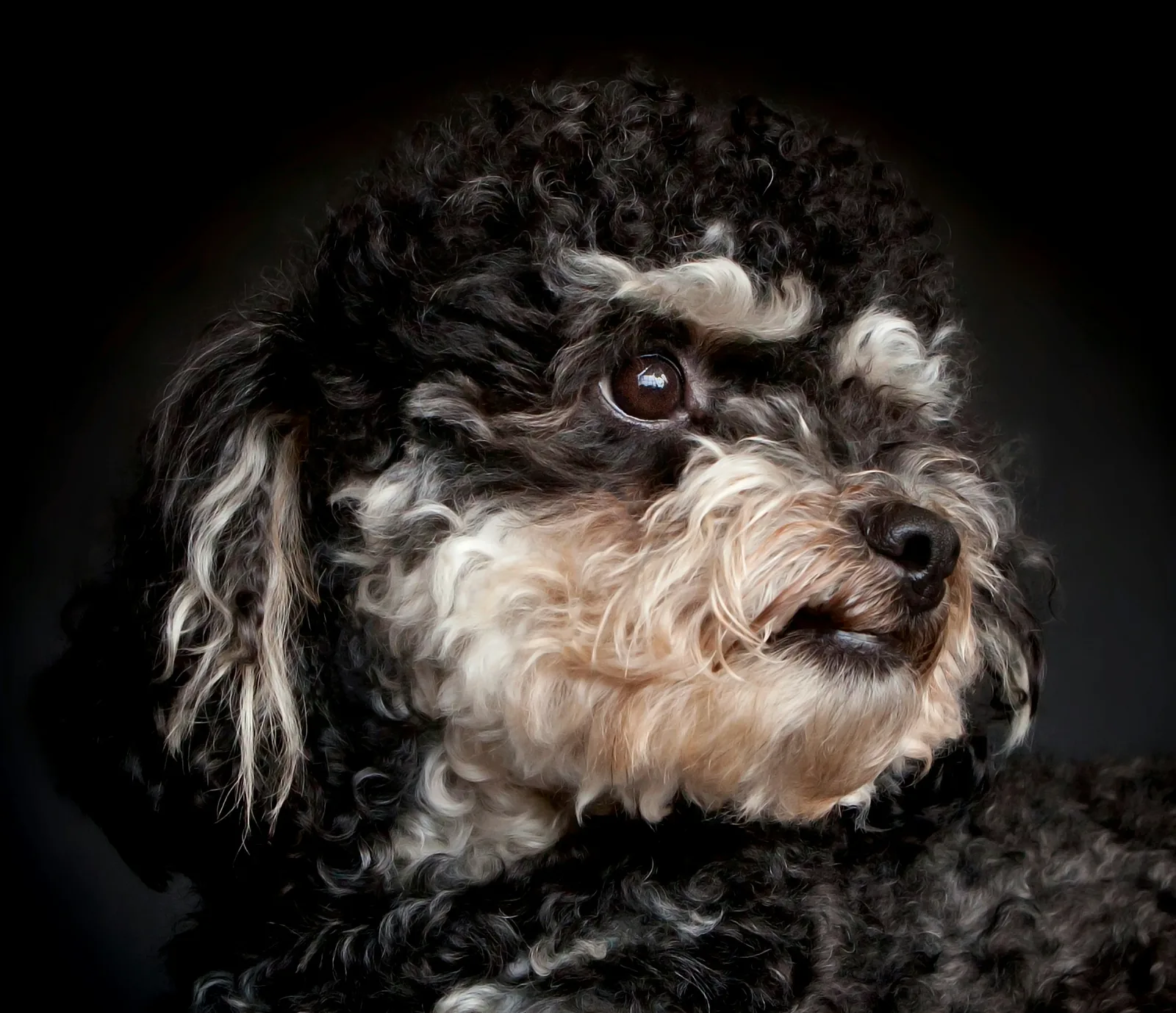 Poodle