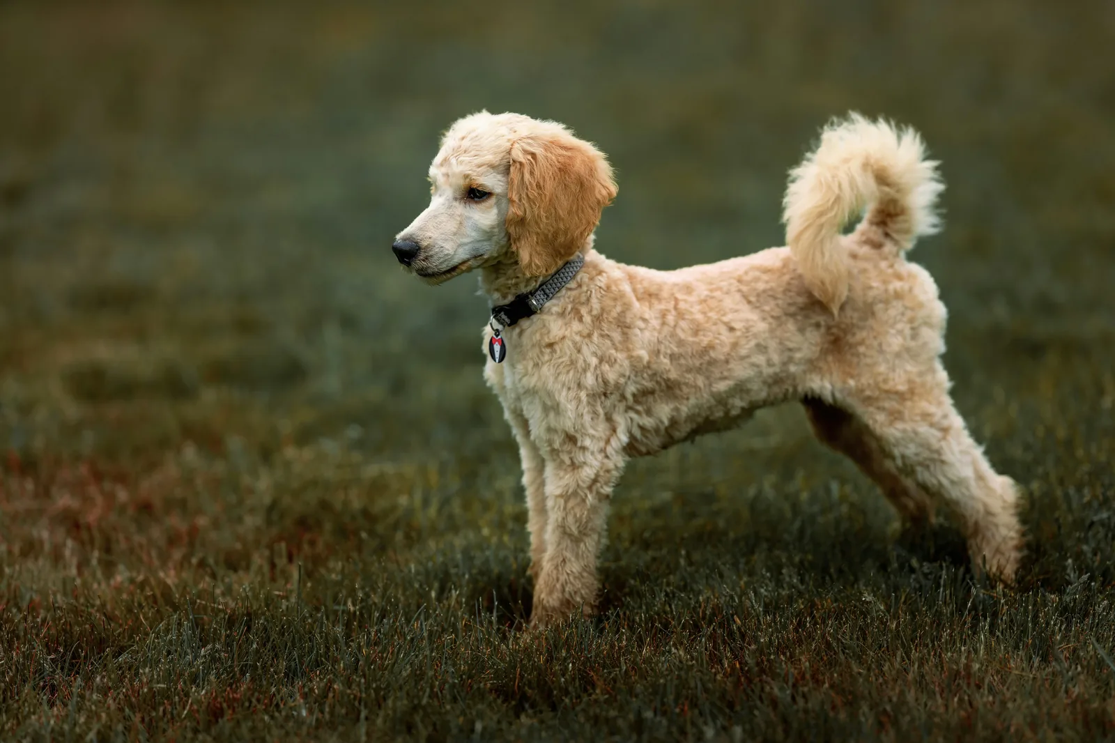 Poodle portrait
