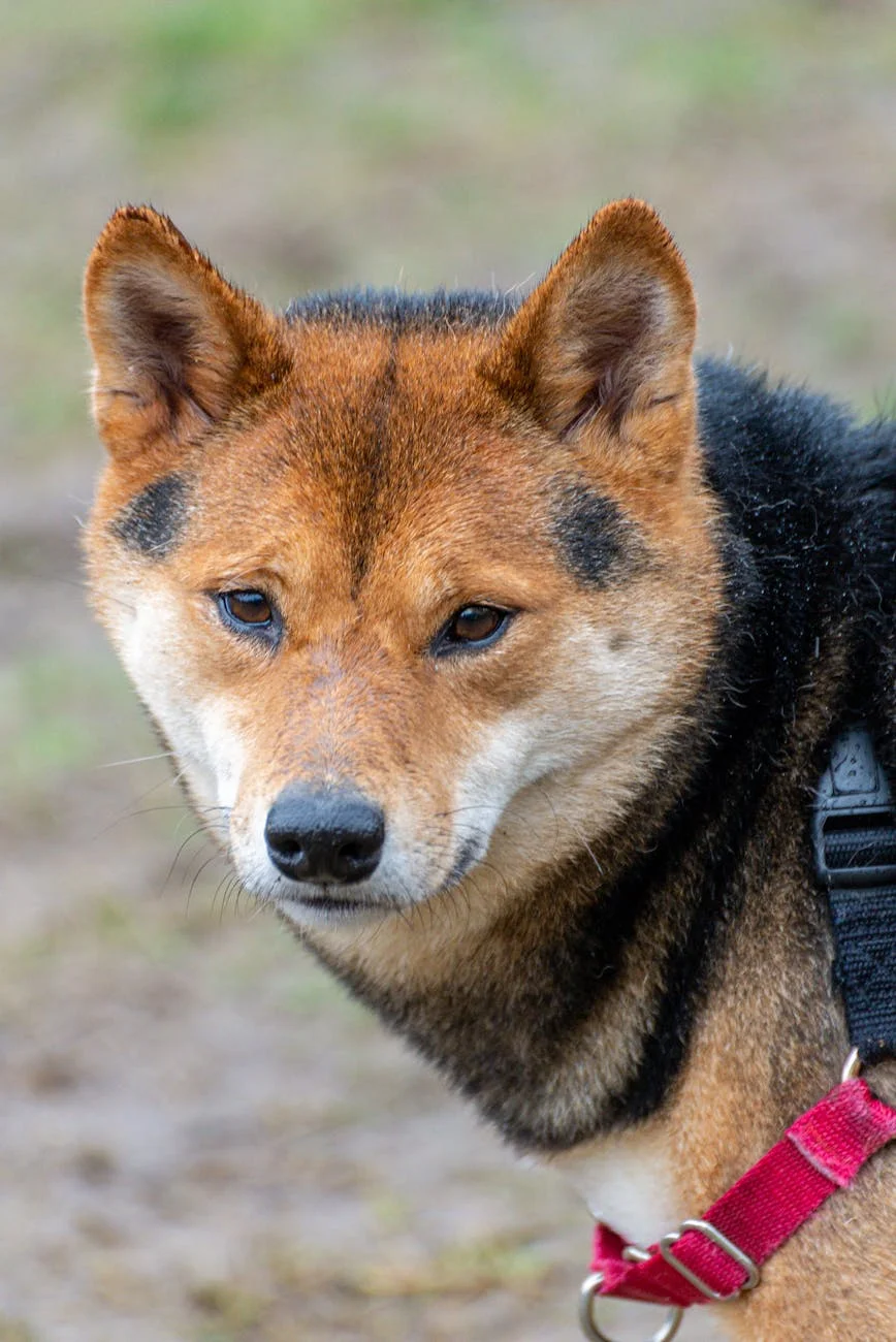 Shiba Inu dog portrait