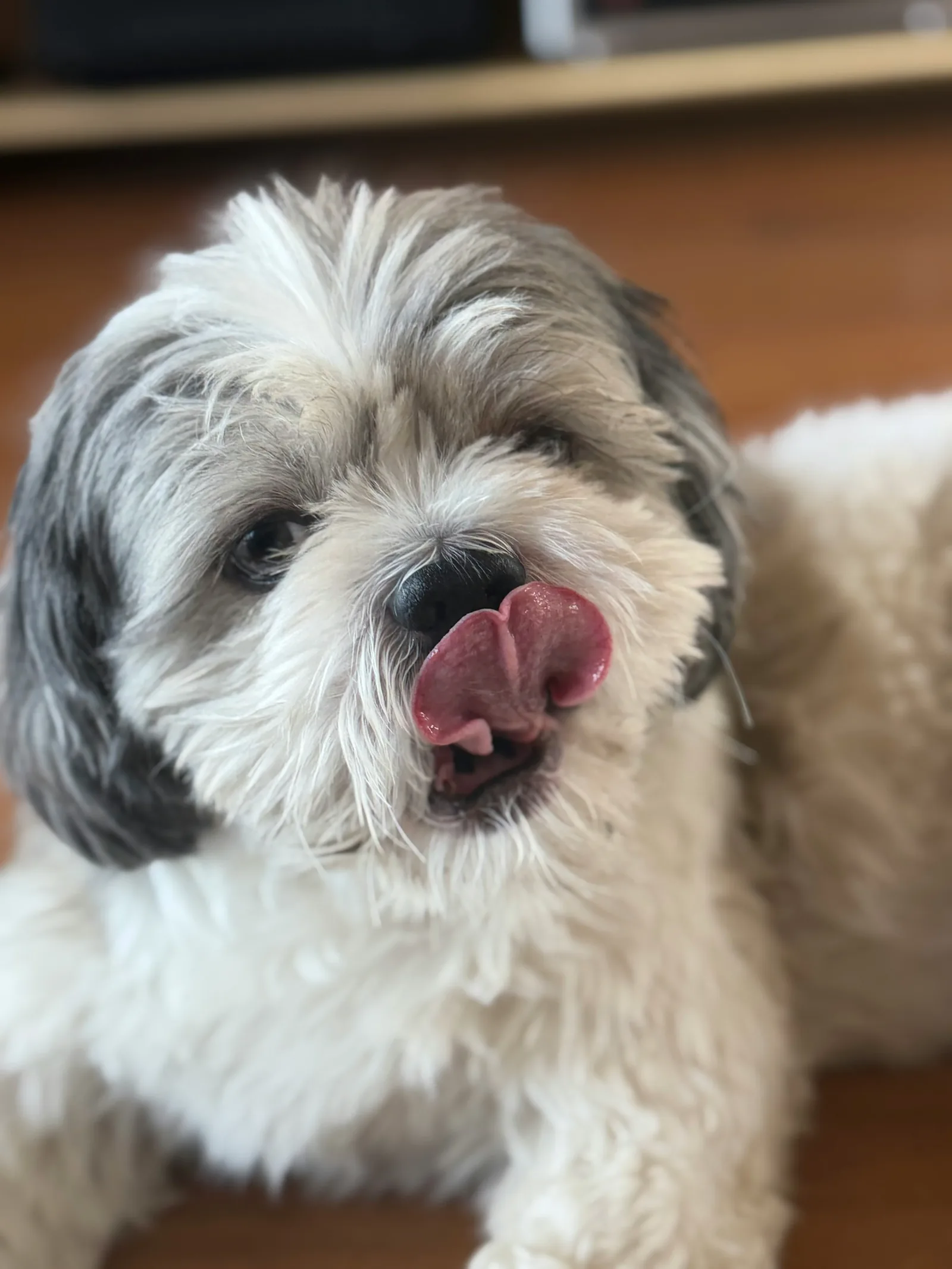 Shih Tzu dog face closeup