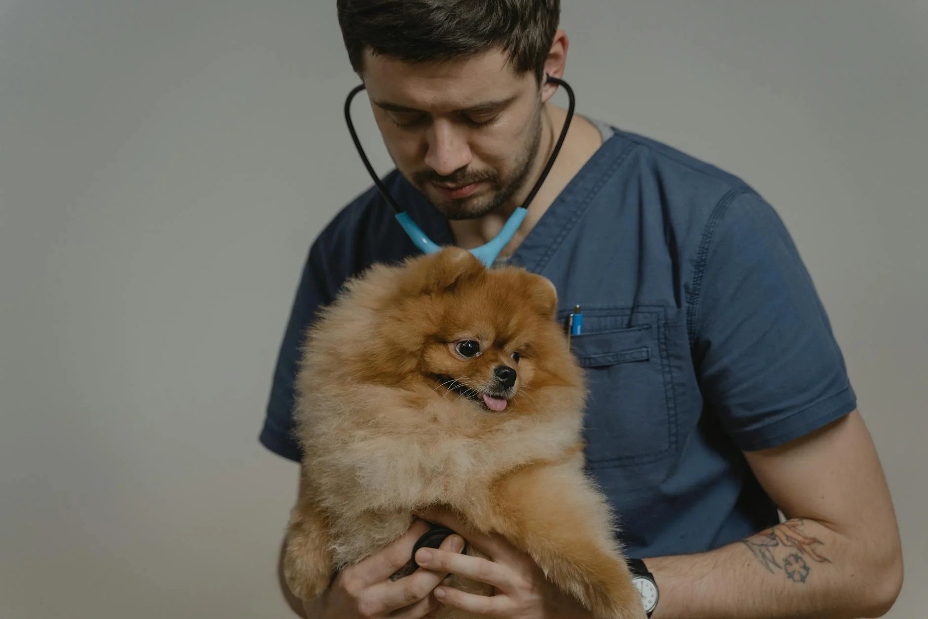 Yorkshire Terrier at the vet