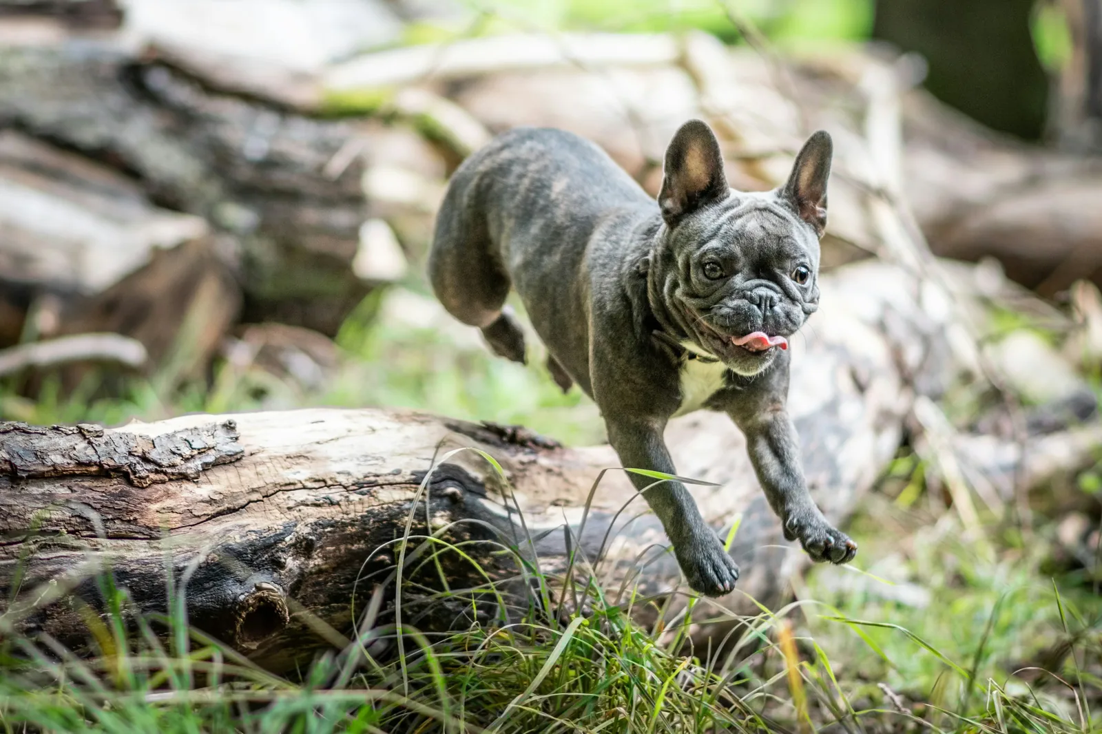 English Bulldog in city setting