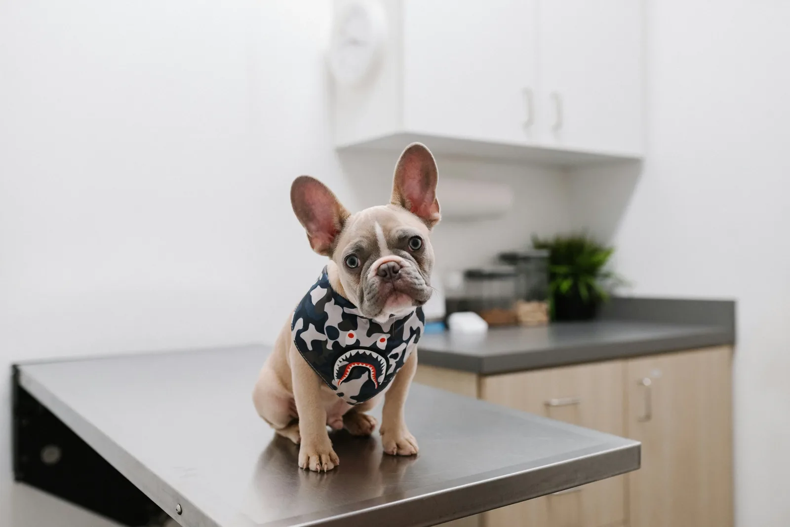 English Bulldog at the vet