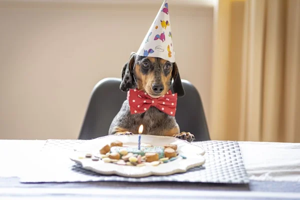 Dachshund portrait