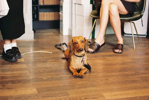 Dachshund at vet