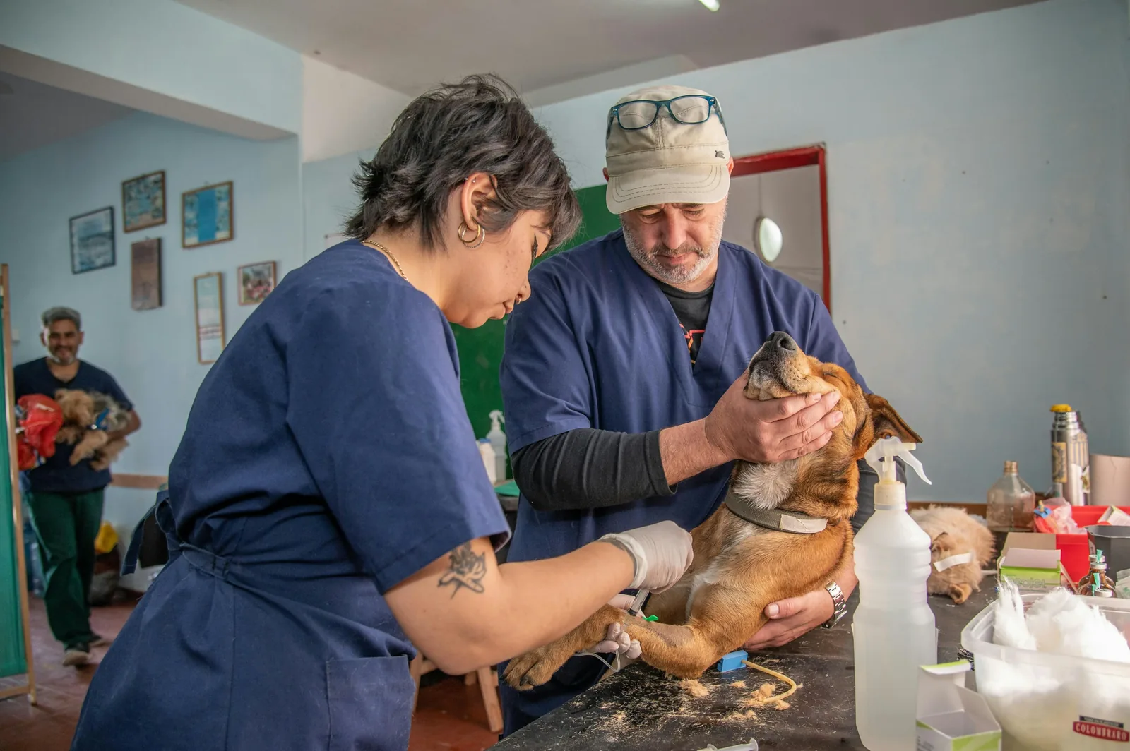 Emergency veterinary care in DC