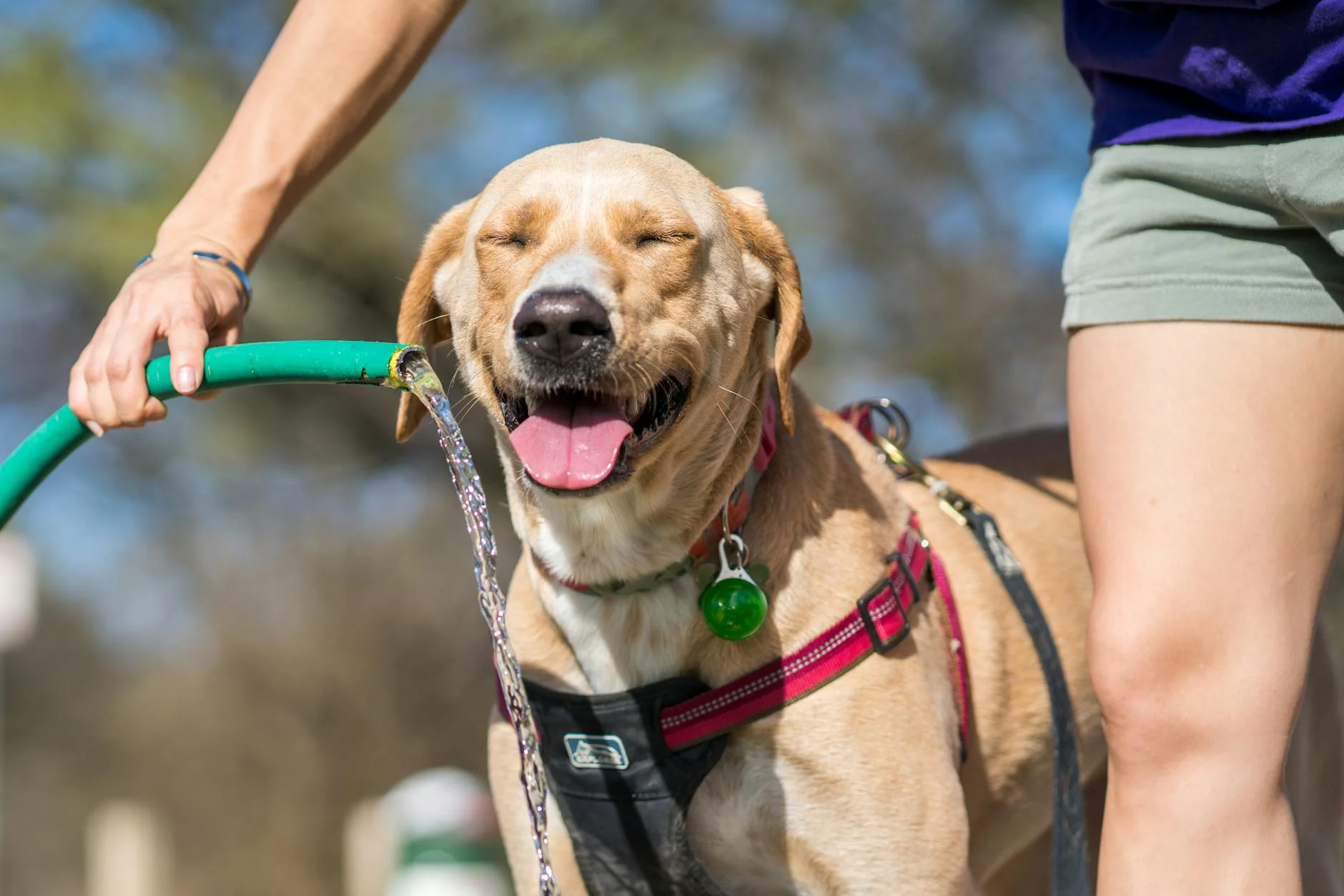 Pet safety in DC summer heat