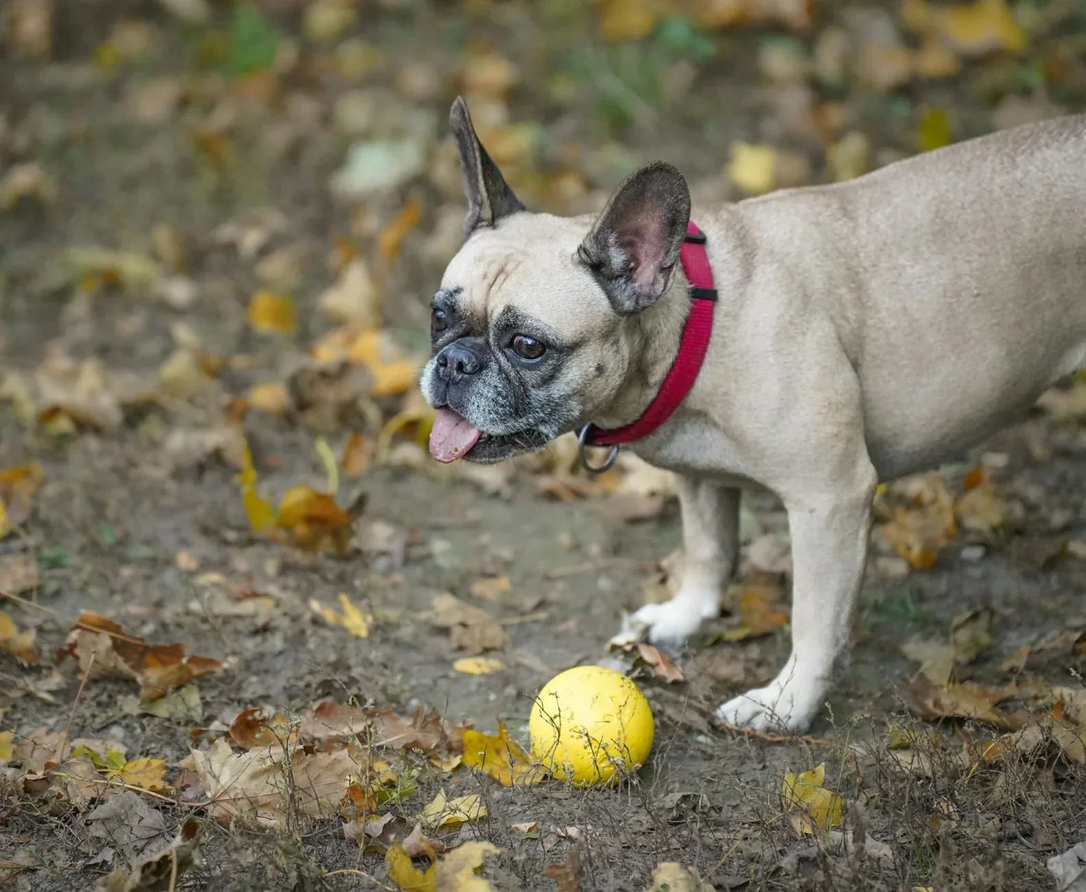 French Bulldog in city setting