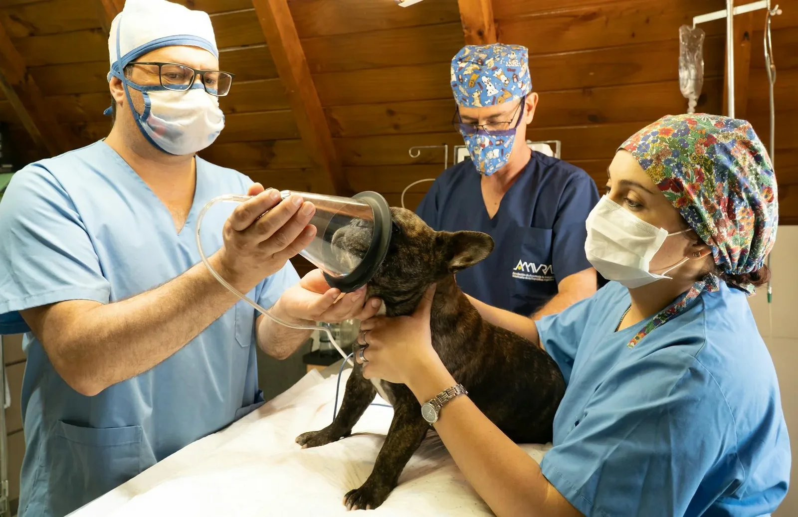 French Bulldog at the vet