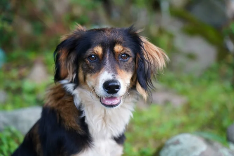 Happy dog in Georgia outdoors