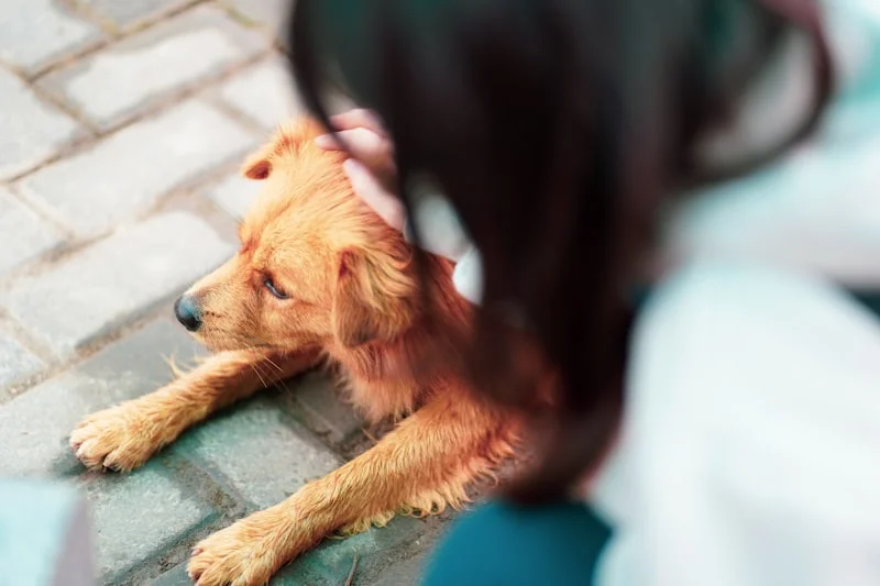 Veterinarian with a dog in Georgia