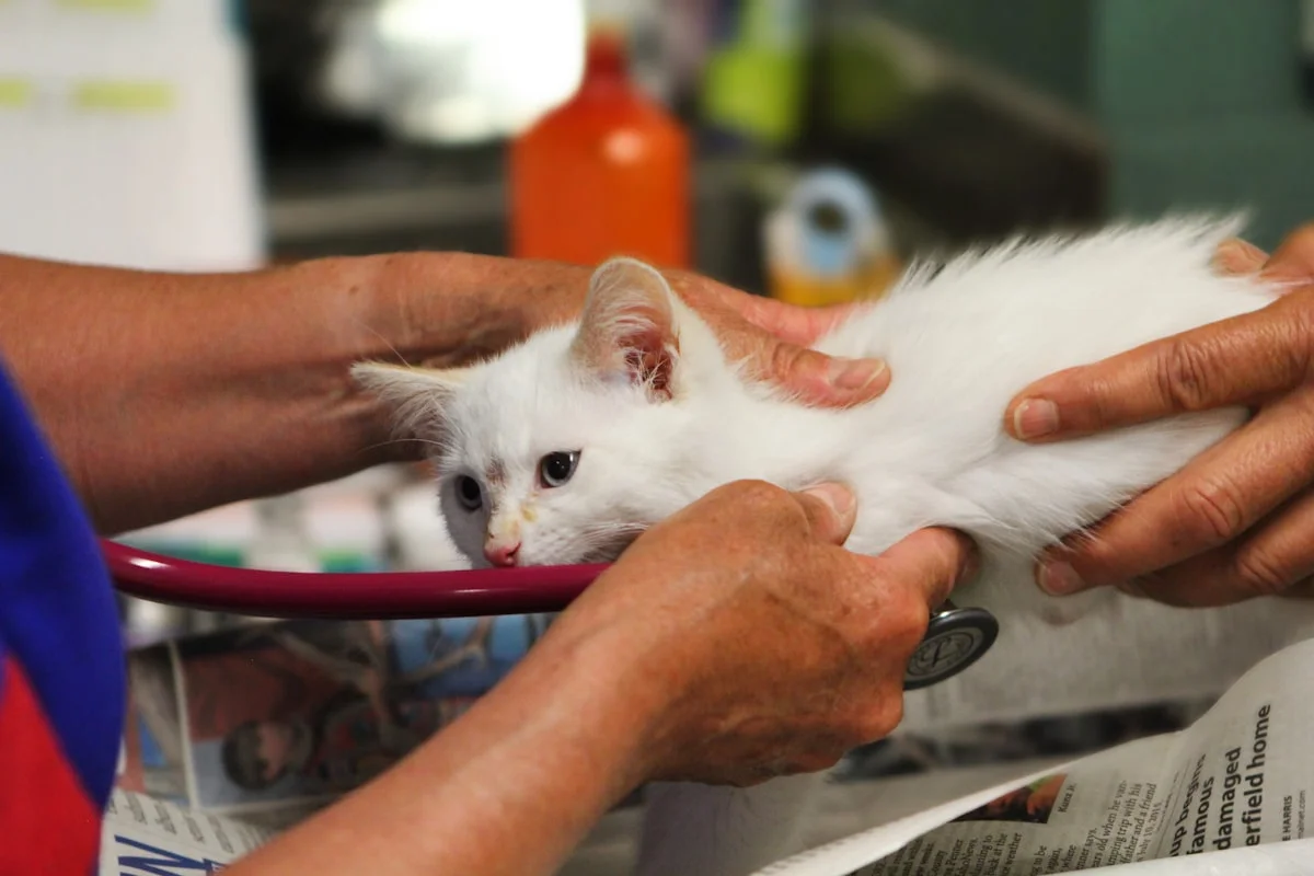 Veterinarian examining a cat