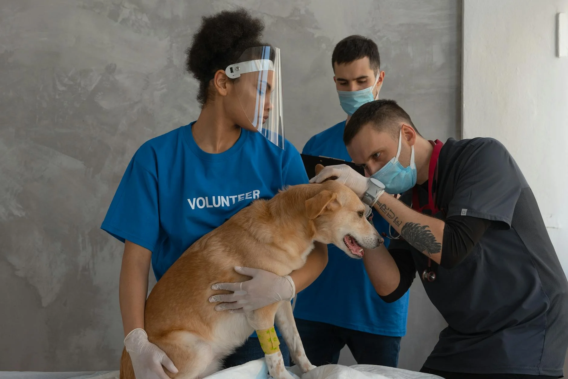 Happy golden retriever at veterinary clinic