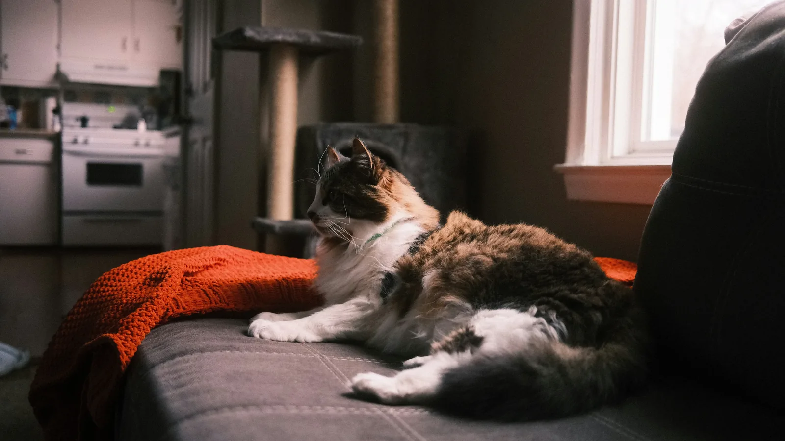 Pet safety in Iowa