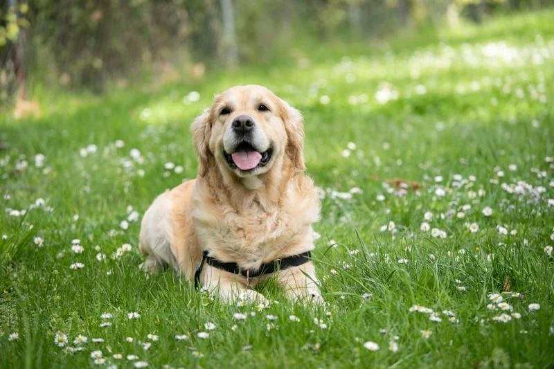 Happy dog in Illinois representing pet care