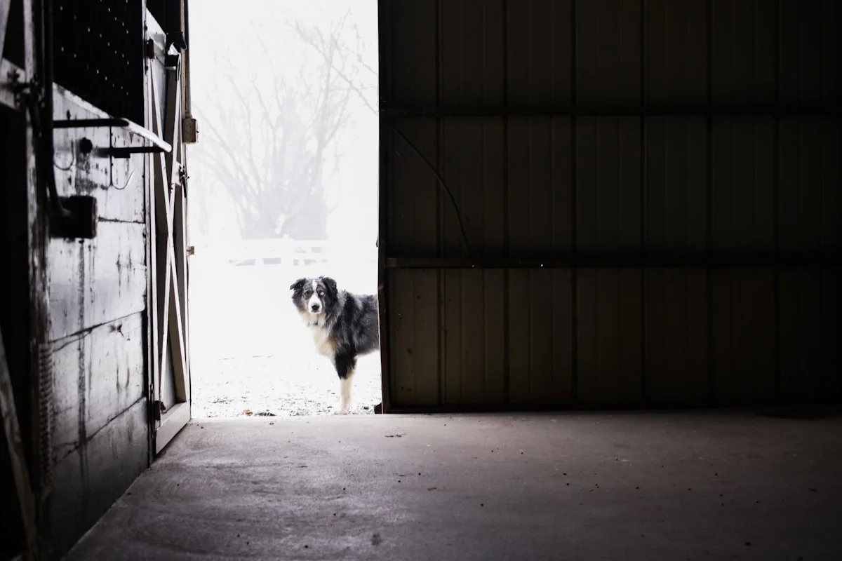 Dog walking in Indiana winter snow