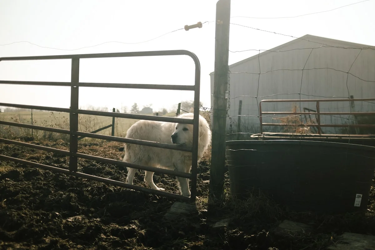 Dog in rural Kentucky setting