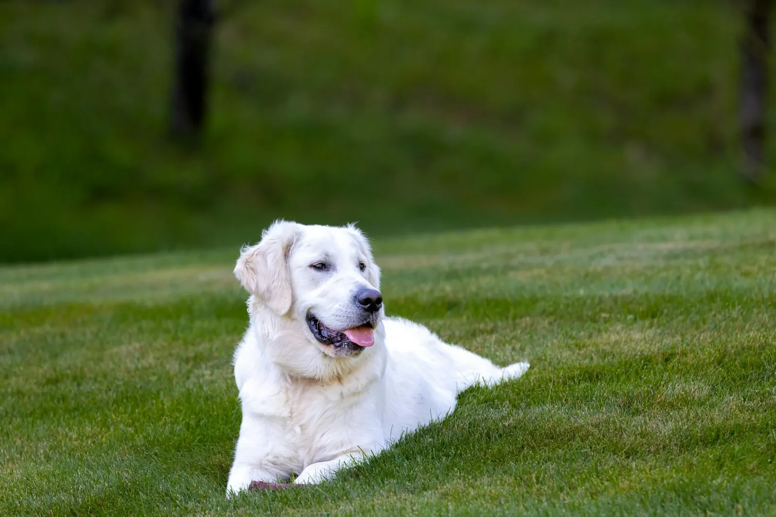 Dog in Louisiana — the state's warm climate means year-round outdoor activity risks