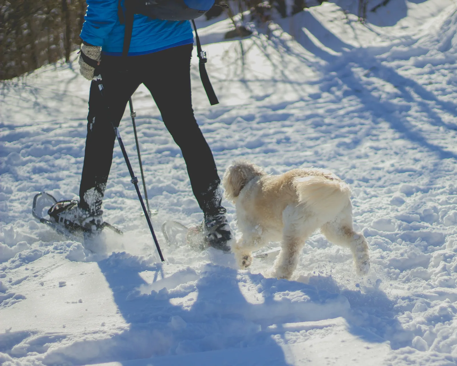 Dog in snowy New England winter — salt and antifreeze pose real dangers during Massachusetts winters