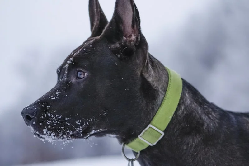 Dog in Minnesota winter snow