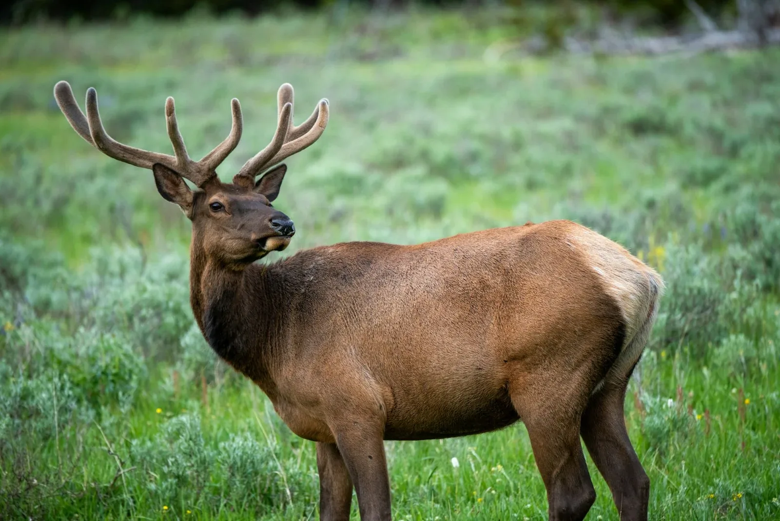 Montana wildlife — bears and mountain lions are part of daily life in the Big Sky state