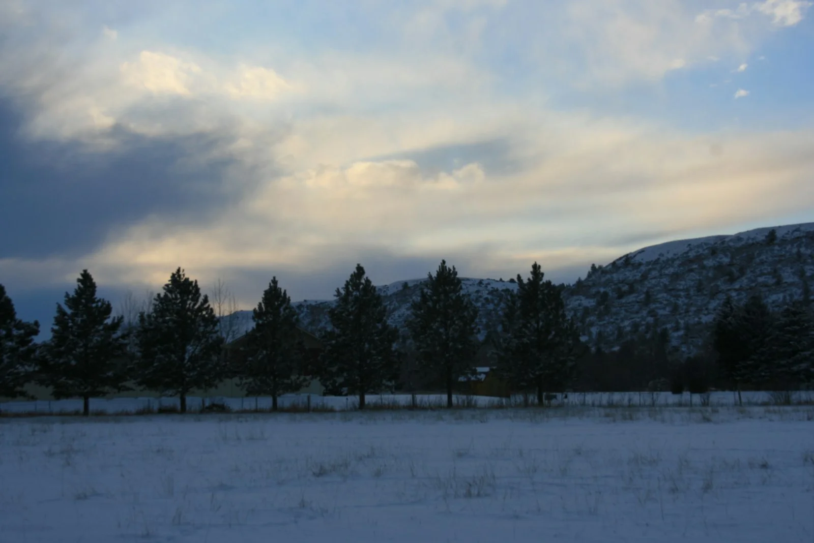 Dog in Montana snow — winter injuries from ice and cold are common claims in the state