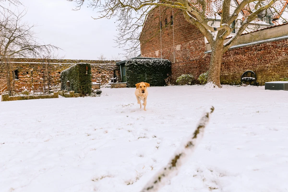 Dog in New Hampshire winter