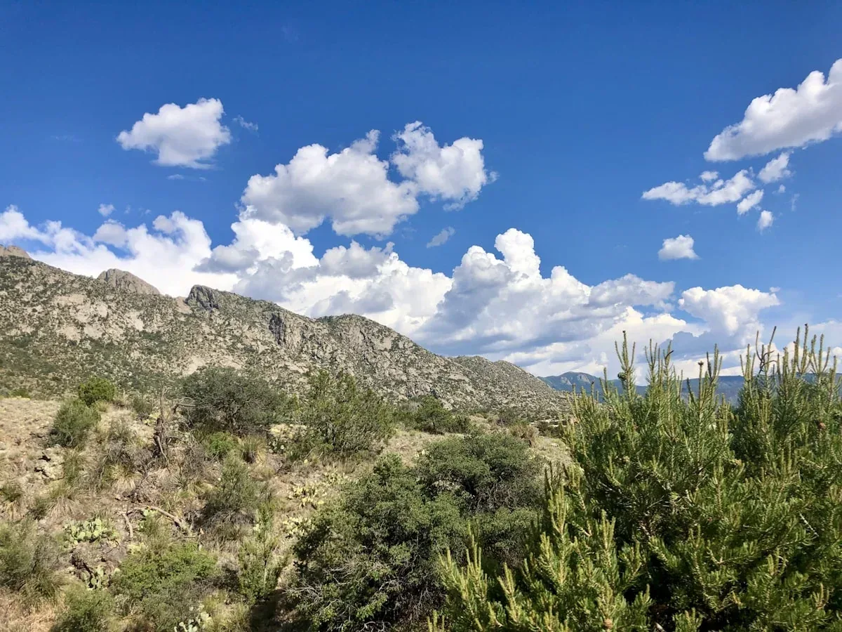 New Mexico desert landscape with cacti and Sandia Mountains