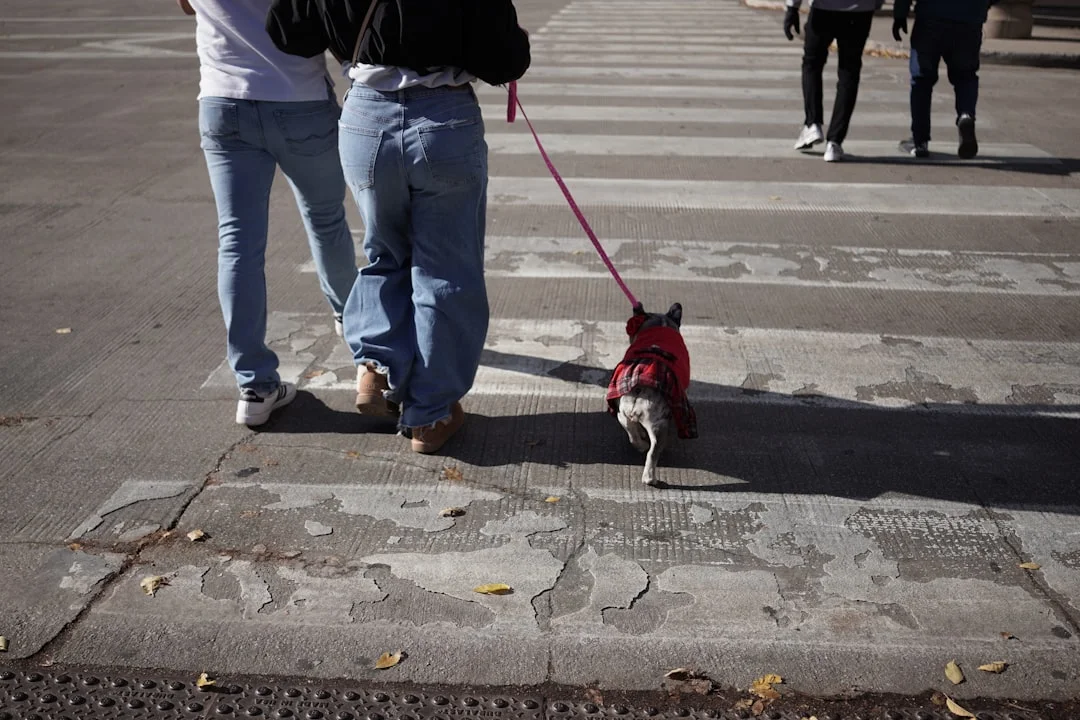 Dog in New York City — urban risks like kennel cough and GI issues from street food require pet owner vigilance