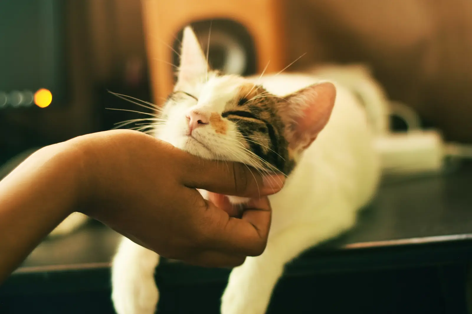 Owner holding an elderly cat