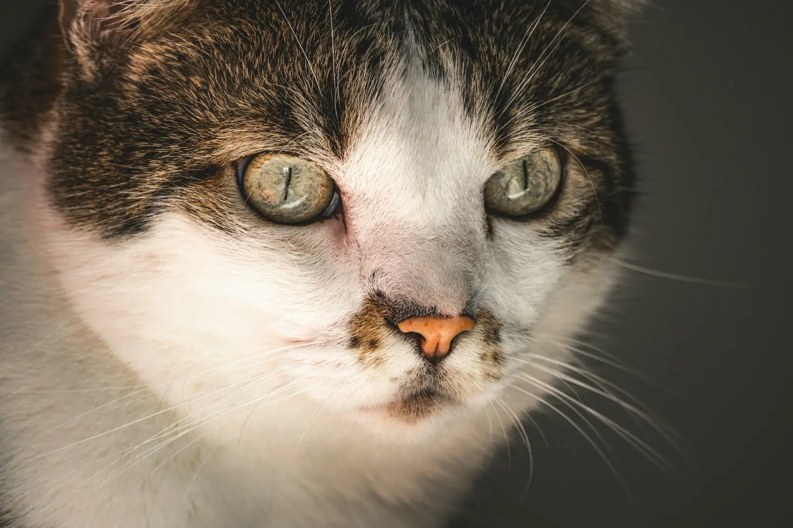 Senior cat portrait